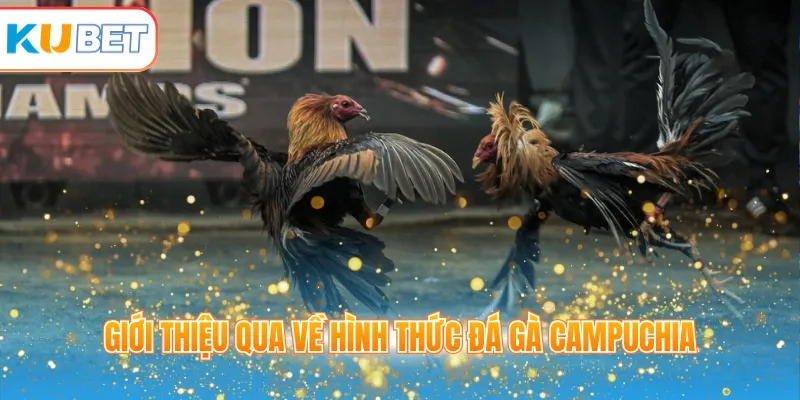 Giới thiệu qua về hình thức đá gà Campuchia