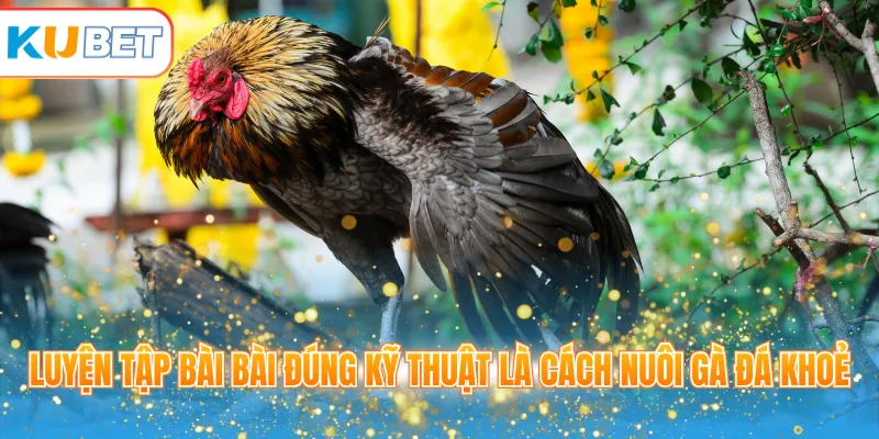 Luyện tập bài đúng kỹ thuật là cách nuôi gà đá khoẻ