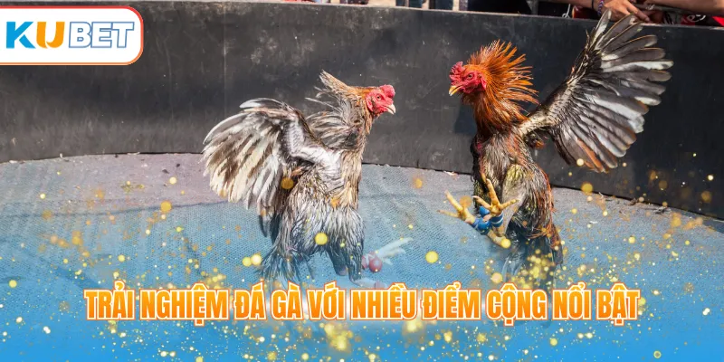 Trải nghiệm đá gà với nhiều điểm cộng nổi bật